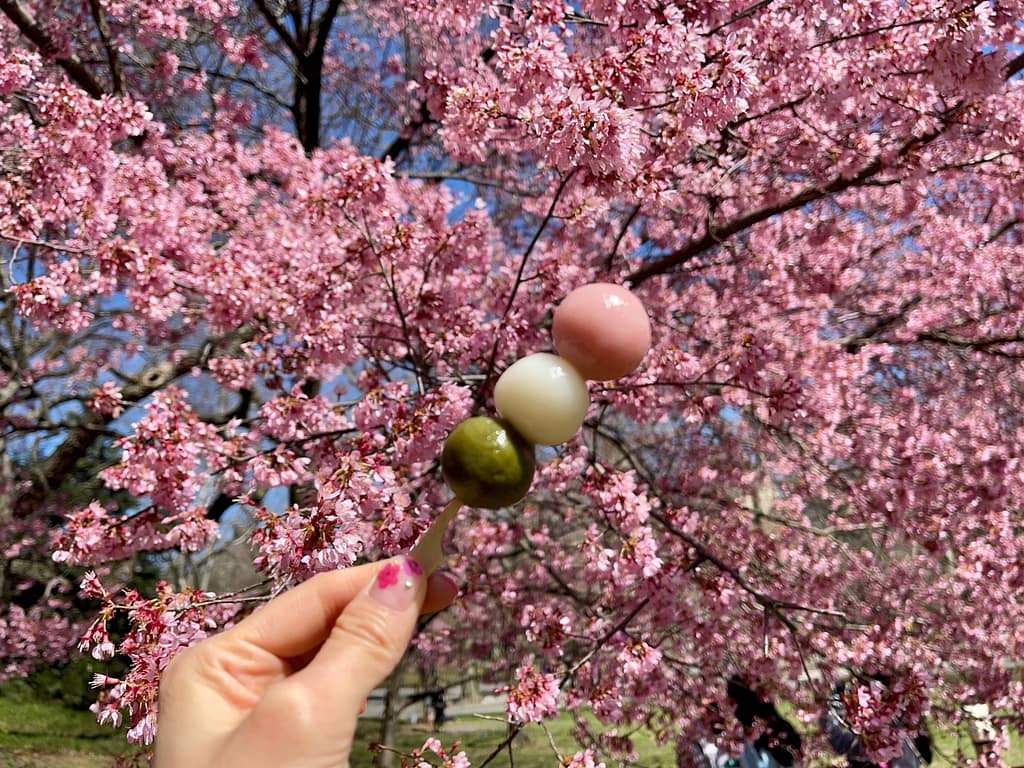 hanami dango with cherry blossom hanami dango under the cherry blossom